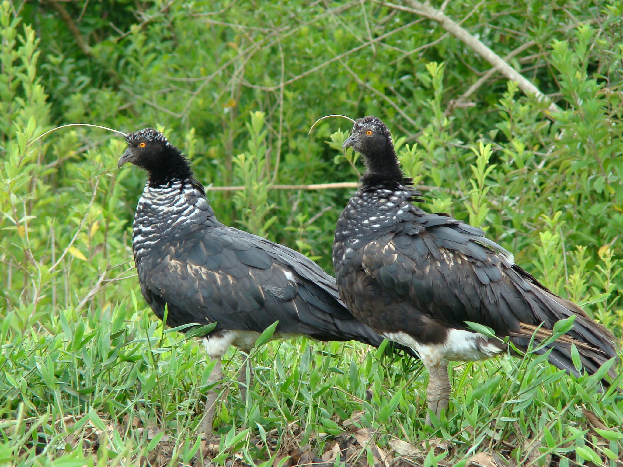 Iuna birds in the wild